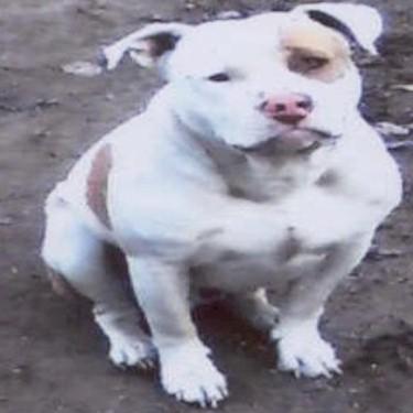 Zimmers Spike Pit Bull Front.jpg